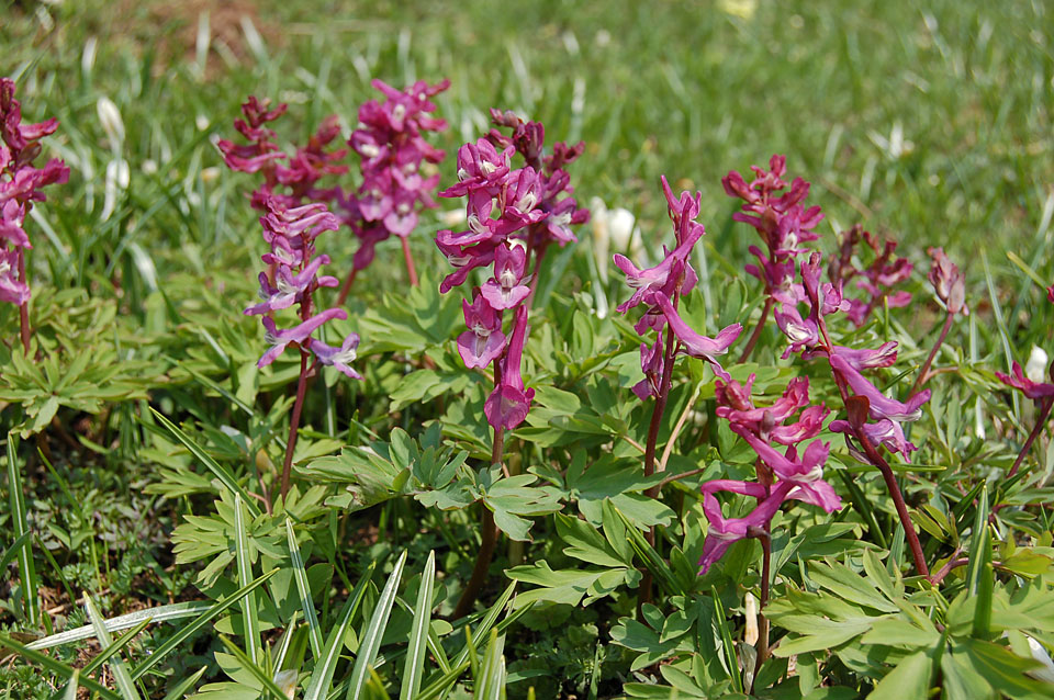 Corydalis cava / Colombina cava